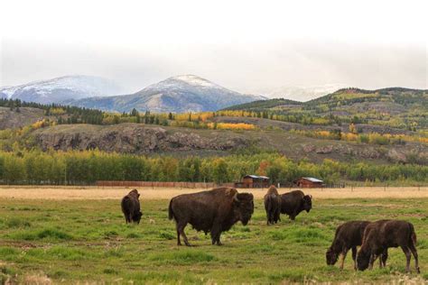 metal box in yukon wilderness|yukon wildlife preserve tour.